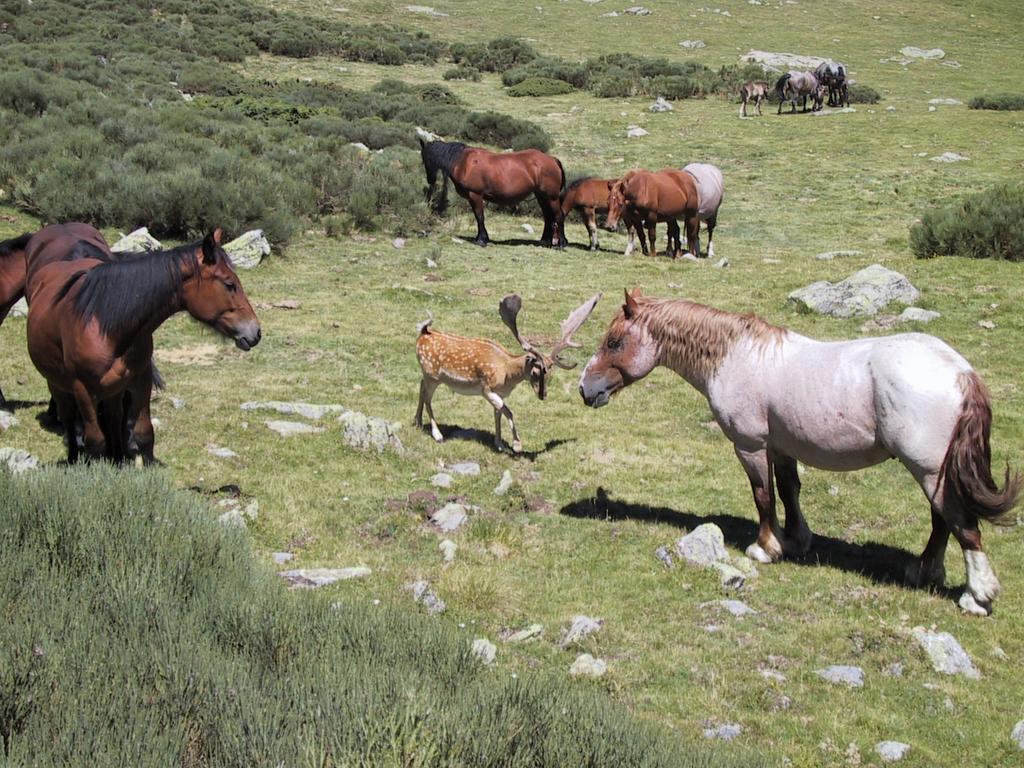 La Coberta-Lo Paller Del Coc Rialp Exteriör bild